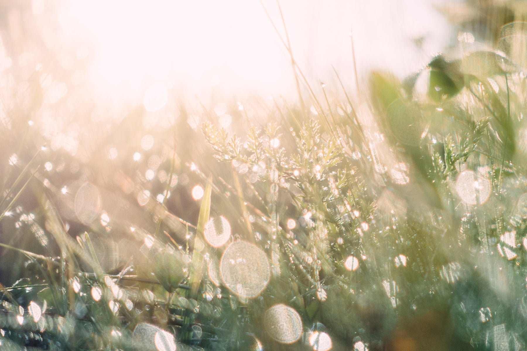 Green grass with dew drops in sunlight